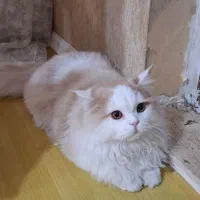 گربه پرشین کلاسیک|گربه|اردبیل, |دیوار