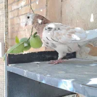 سرور بهبونی ماده