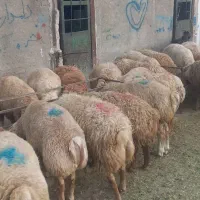 بره مغان