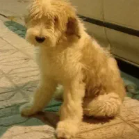 سگ پاکوتاه