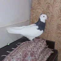 طوق سیاه کرمانشاهی