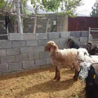 کوهه قوچ داشتیی راس