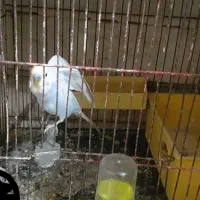 کوتوله  مرغ عشق