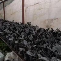 فروش انواع گلهای آپارتمانی|گل و گیاه طبیعی|گتاب, |دیوار