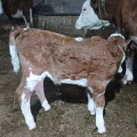 گاوسمیتال باگوساله قرمز|حیوانات مزرعه|اهر, |دیوار