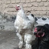 مرغ و خروس برهما