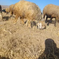 دو رتس شیشک ترکی|حیوانات مزرعه|الیگودرز, |دیوار