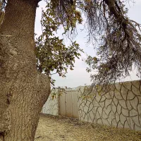 باغ چهار دیواری/ چسب امکانات/ ریشه دار