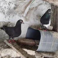 کبوتر سینه سیاه|پرنده|گنبد کاووس, |دیوار