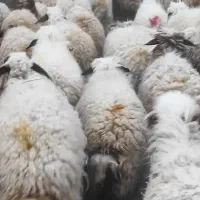 120راس میش (شک داشتی شیره داره)