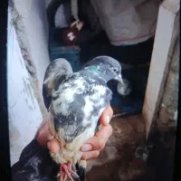 ۴تا کفتر تهرانی