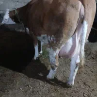 گاوسمیتال باگوساله قرمز|حیوانات مزرعه|اهر, |دیوار