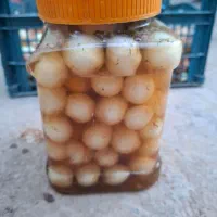 پیاز طلایی