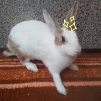 خرگوش