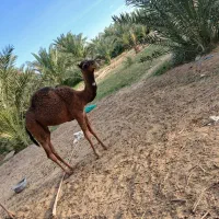 شترنرفروشی