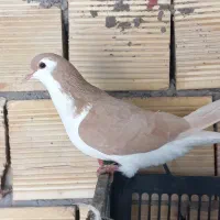 فروشی نر و ماده|پرنده|گتوند, |دیوار