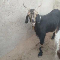 فروش کهره|حیوانات مزرعه|داراب, |دیوار