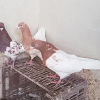 کبوتر کله‌ای هشت تا