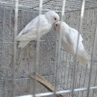 طوطی برزیلی فیشر البینو چشم فالو|پرنده|برازجان, |دیوار