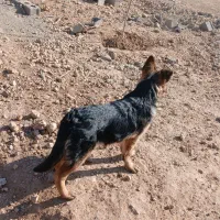 توله سگ ژرمن|سگ|هشتگرد, خور|دیوار