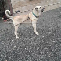 سرابی سن سه تا سه نیم سالم سالم