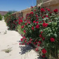 باغ 3300متری خان زنیان