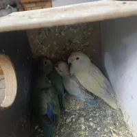 جوجه طوطی برزیلی