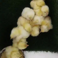 جوجه یک روزه برهما