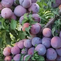 بزرگترین نهالستان تولید کننده انواع نهال