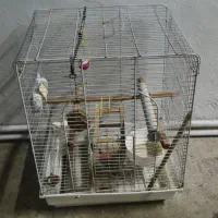 قفس پرنده|لوازم جانبی حیوانات|بندر انزلی, آخرخط|دیوار
