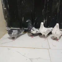 کبوترپرشی‌