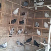 ۳۵ عدد یک‌جایی نر و ماده جوان  و قلمه|پرنده|تهران, شیوا|دیوار