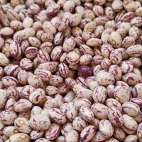 لوبیا چیتی و سفید درجه یک