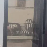 بوفه سالم