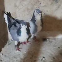 کفتر پلاس همراه جوجه