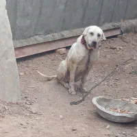 سگ نر پژدرجوین نقاب