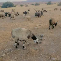 ۱۳۰راس شیشک میش ترکی