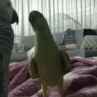 طوطی ملنگو سخنگو|پرنده|مشهد, رضاییه|دیوار