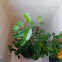 درختچه طبیعی بنجامین