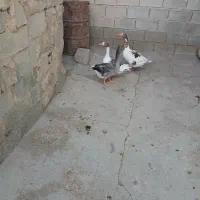 شادگان