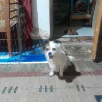 یک قلاده اشمیتز هواهوا وتوله اش مشکی سینه سفید|سگ|شیراز, شهرک سراج|دیوار