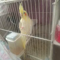 عروس هلندی نر