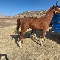 خرید و فروش اسب پالانی باری|اسب و تجهیزات اسبسواری|خرمآباد, |دیوار