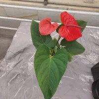 گل آنتریوم هلندی|گل و گیاه طبیعی|تهران, شهرک علم و فناوری|دیوار