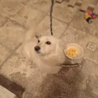 سگ پامر اشپیتز