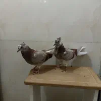جوجه کبوتر