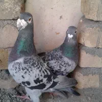 پلاکی مسافتی .سبز و پولک