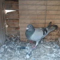 کبوتر پلاکی|پرنده|اردکان, |دیوار
