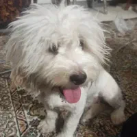 سگ اشپیز|سگ|قدس, شهر‌قدس|دیوار