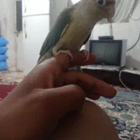 طوطی گرنچیک|پرنده|کهنوج, |دیوار